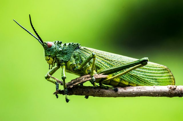 Grasshopper